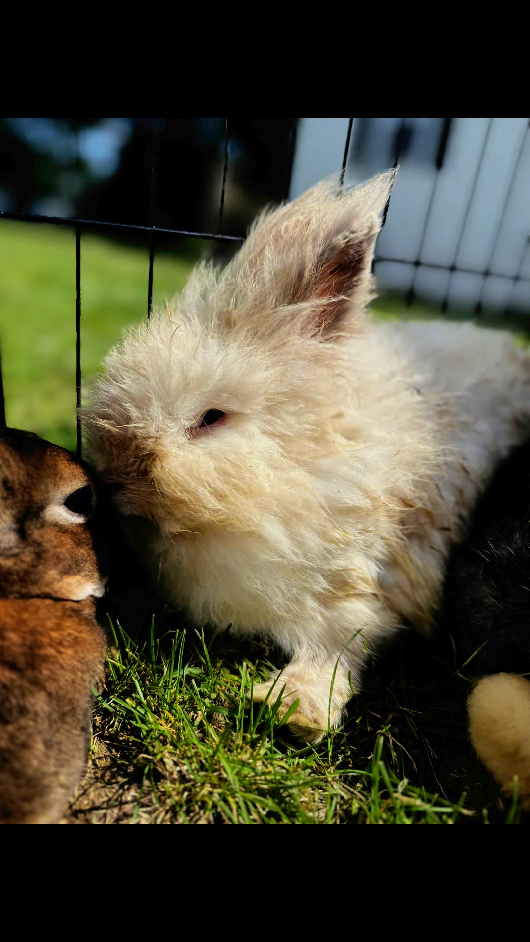 Yesterday, R.P.B- Give Back Animal Rescue, welcomed 6 guinea pigs ...