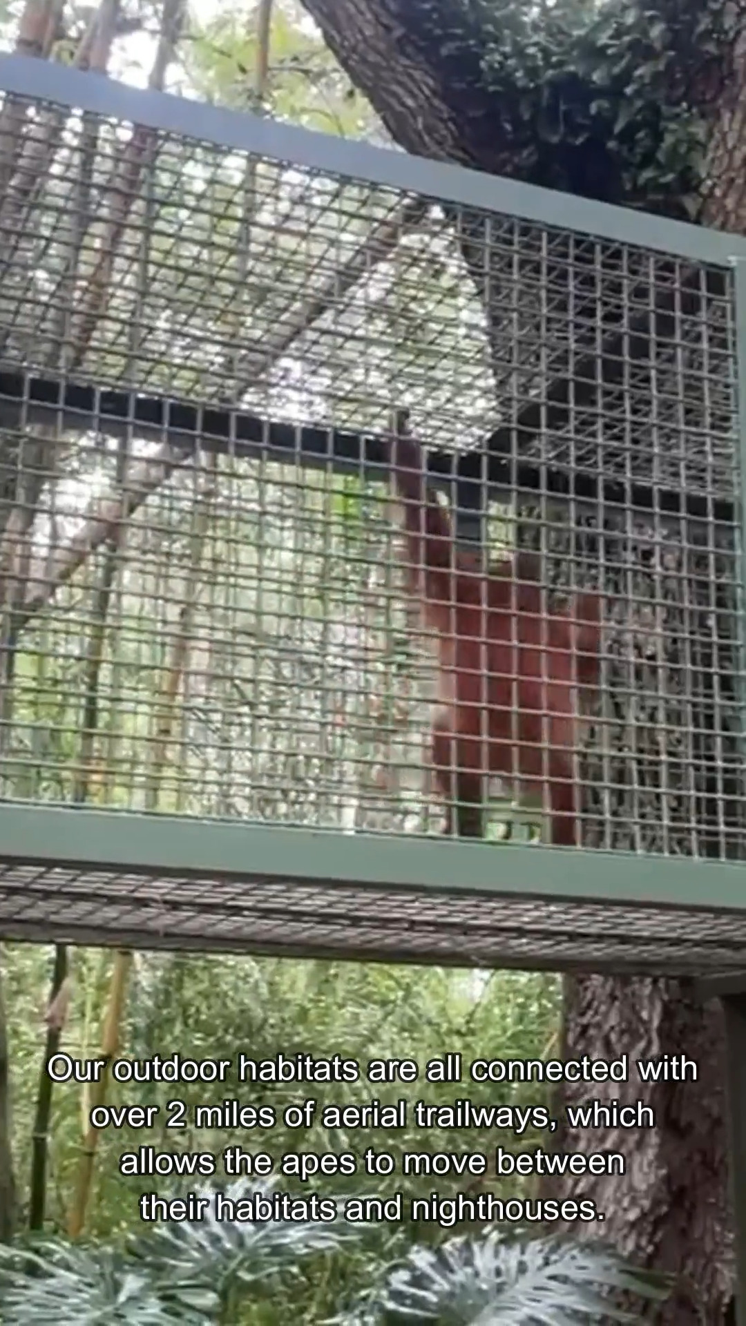 Have you ever wondered what an orangutan long call sounds like? We were ...
