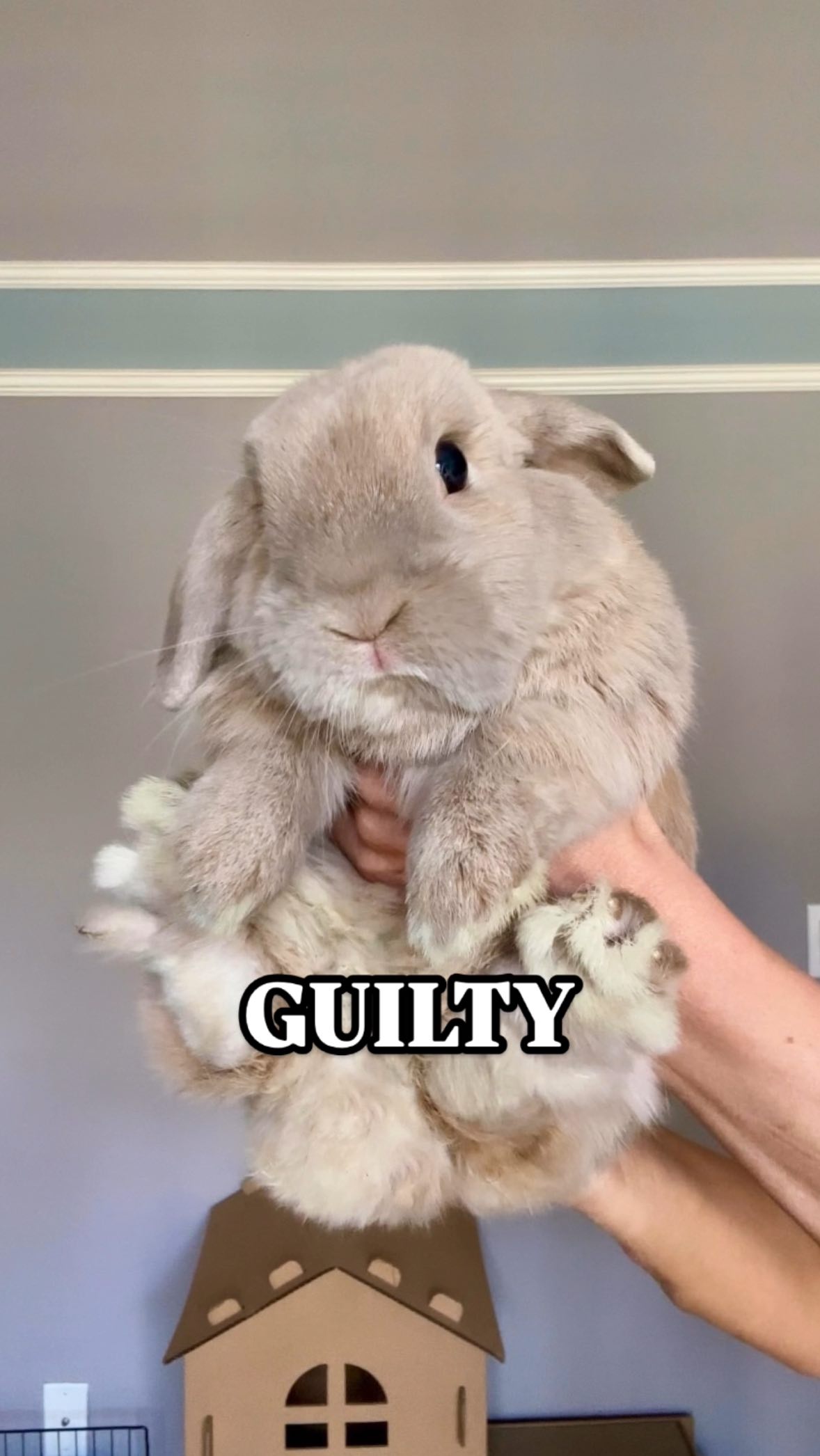 Fill in the blank: Guilty of ____________ . #bunny #lopbunny #loprabbit ...