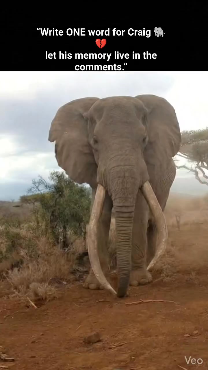 🕊️ Remember Craig Tags: #CraigLivesOn #GoneTooSoon #ElephantLove # ...