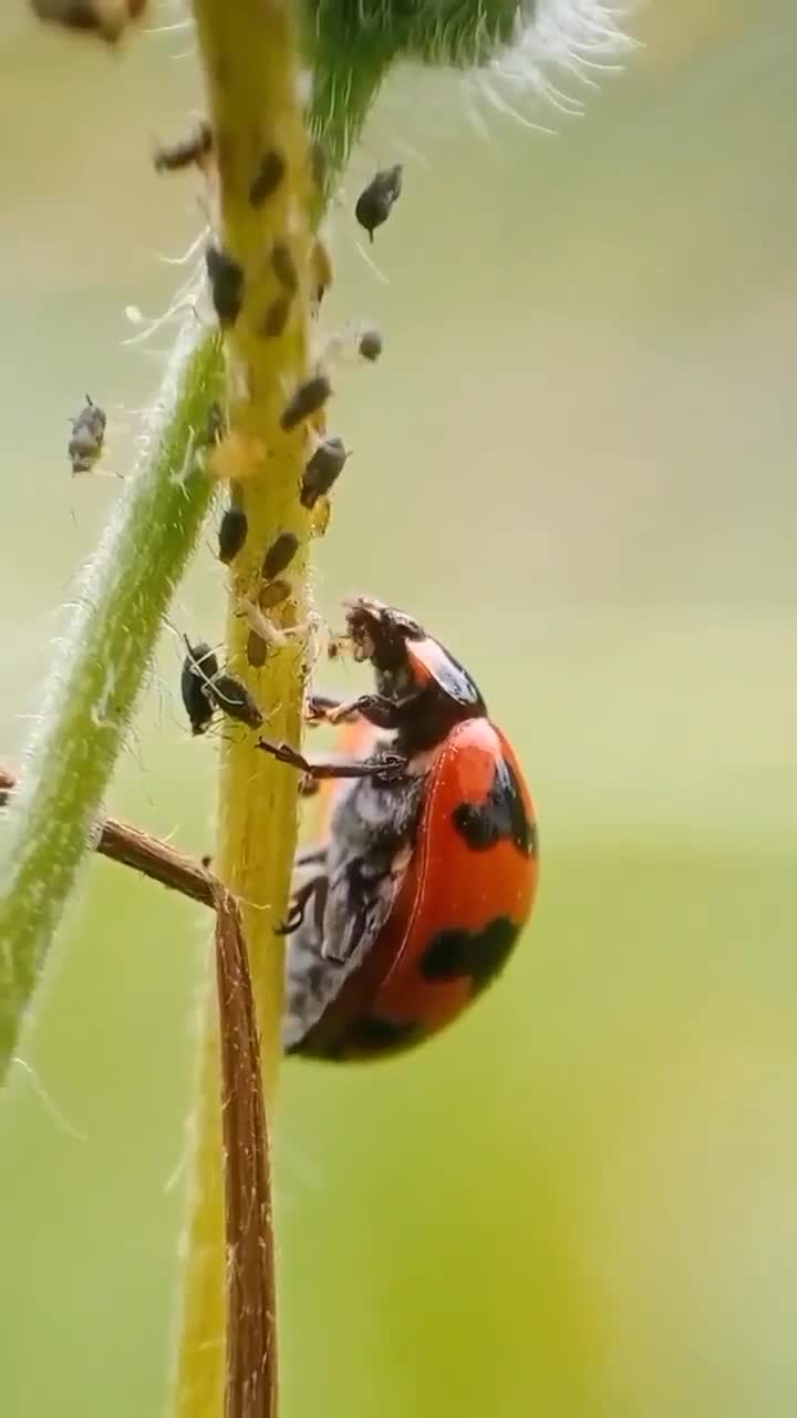 Department of Entomology, The Islamia University of Bahawalpur