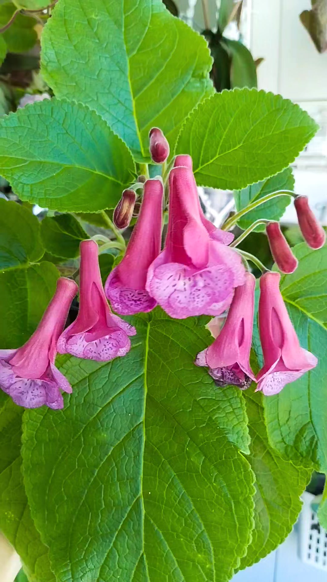 ぷっくりハートタグ　蘭さん Kanayan kalpler bitkisi tohumu- dicentra spectabilis Dicentra