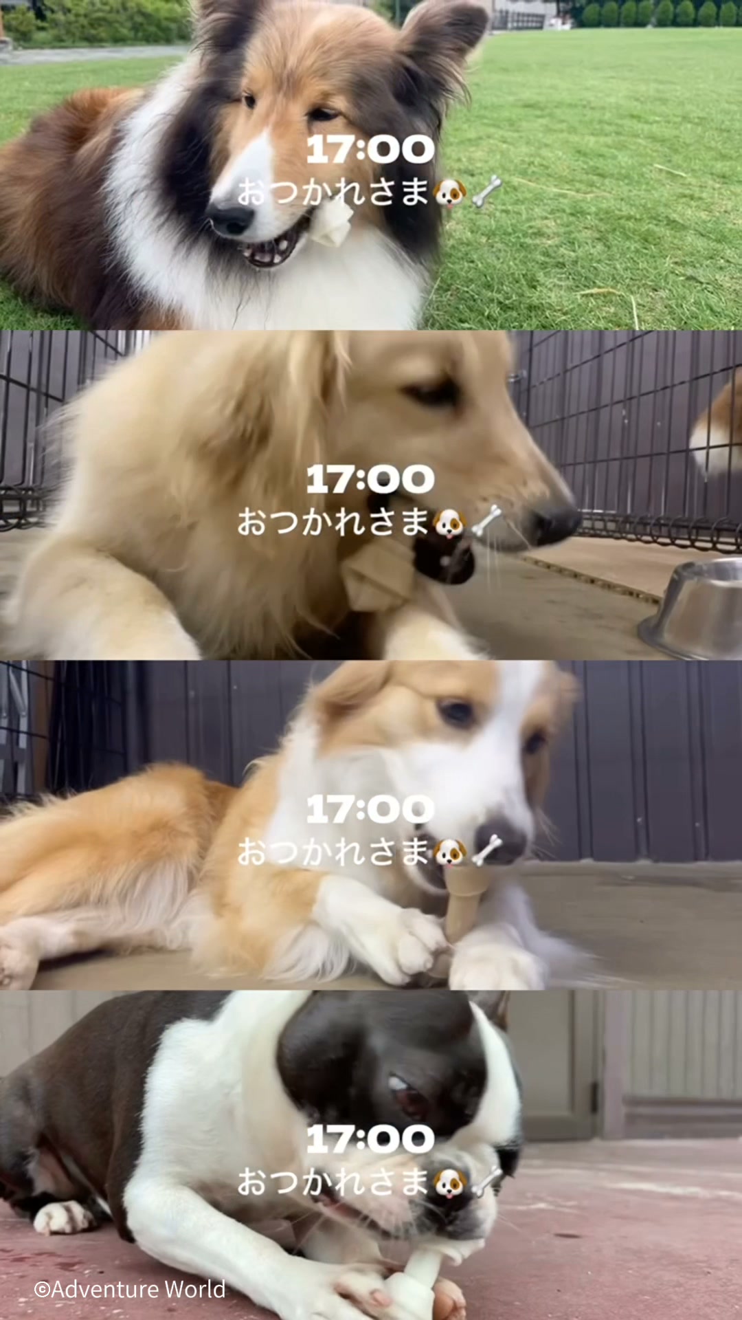 わんわんガーデンのsetlog アドベンチャーワールドには個性豊かな 11