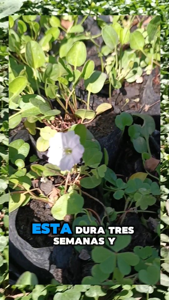 El crecimiento rastrero del Tiqui tiqui ($690). Si estás cansado del ...