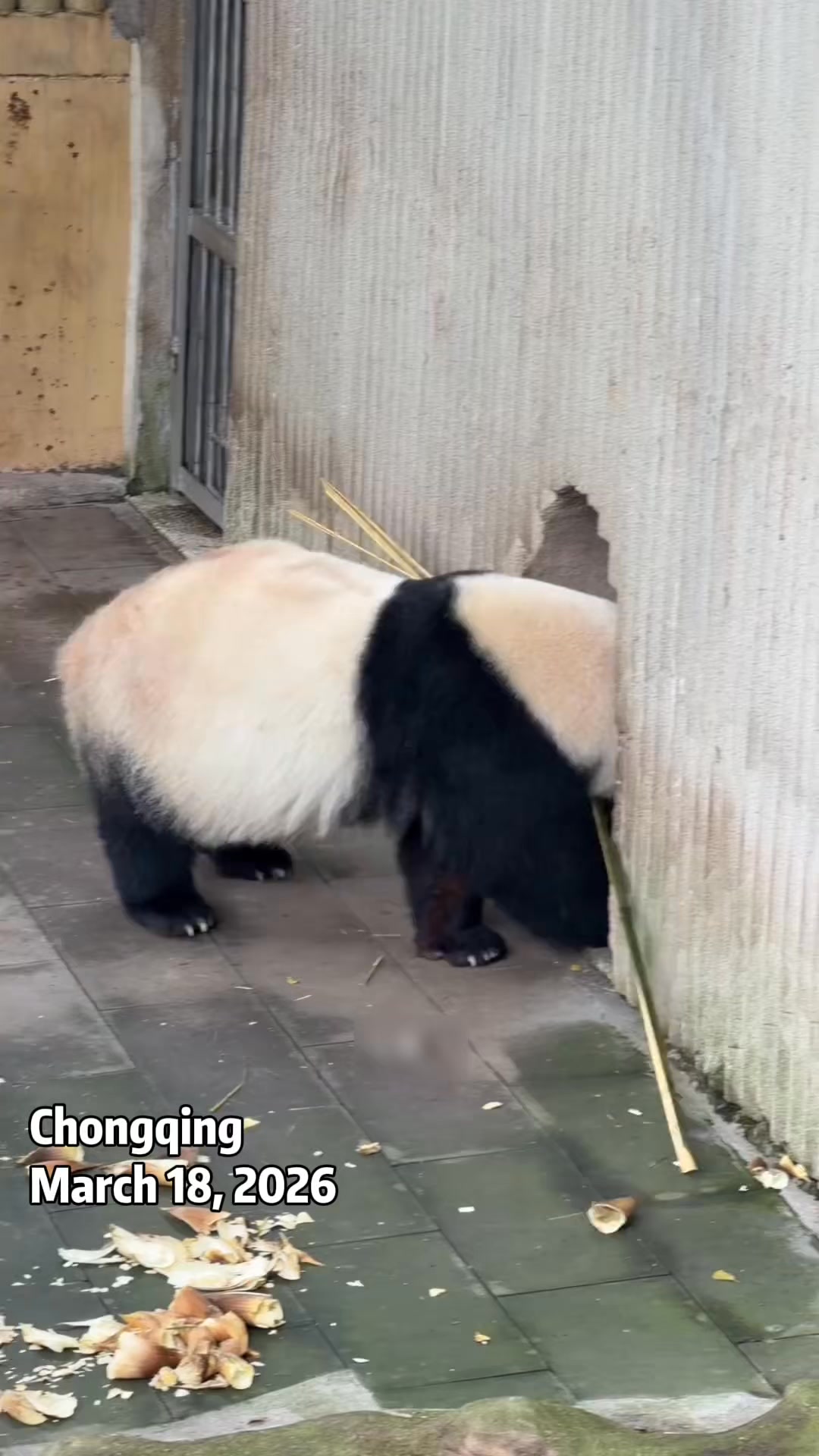 Check out how smart this panda is! It backs into the narrow