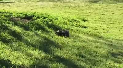 MoonRock Ranch | Roseville CA
