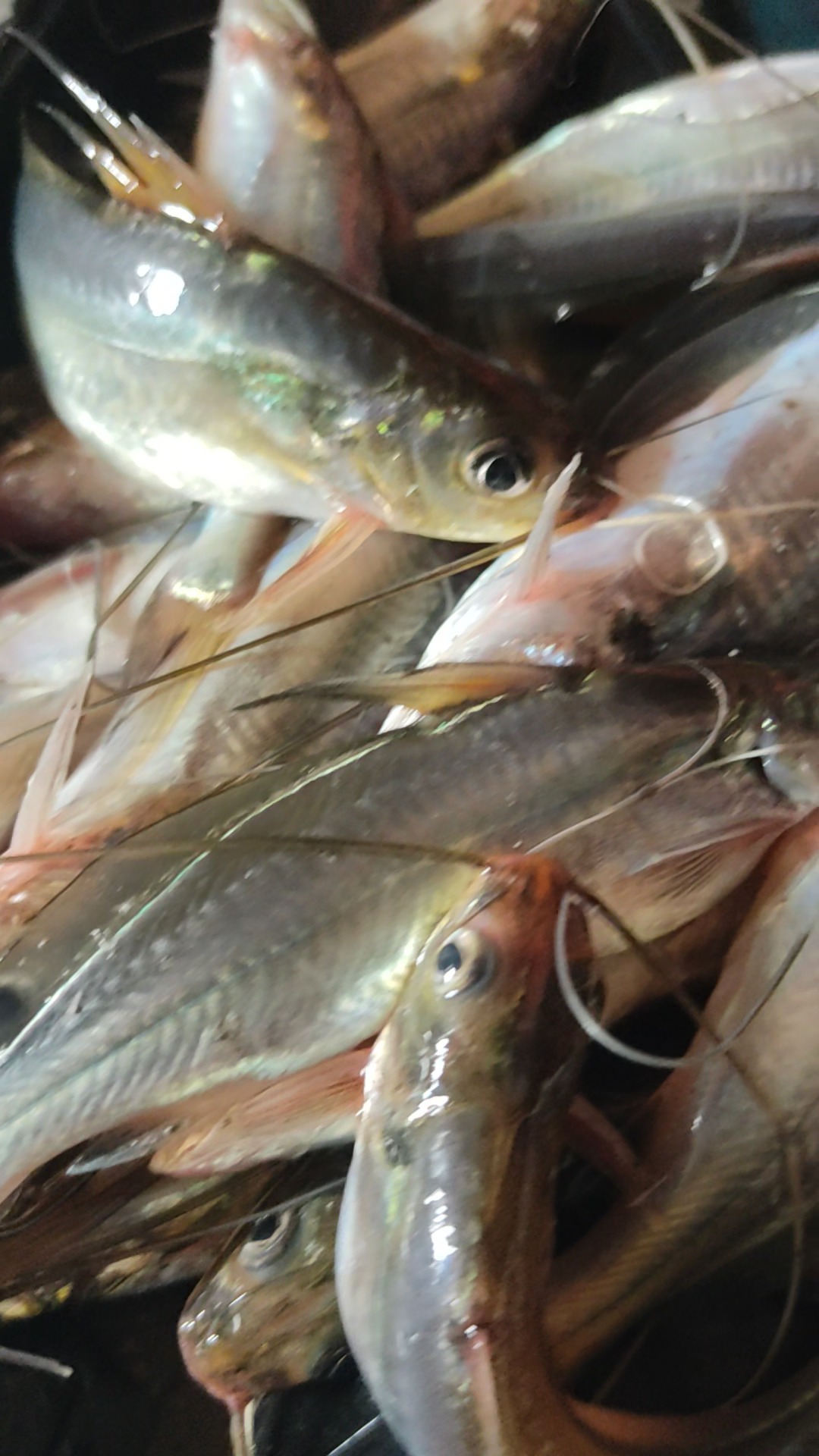 Amazing fish 🐟 | Muktadir Rahman - চিকিৎসা প্রযুক্তিবিদ | Facebook