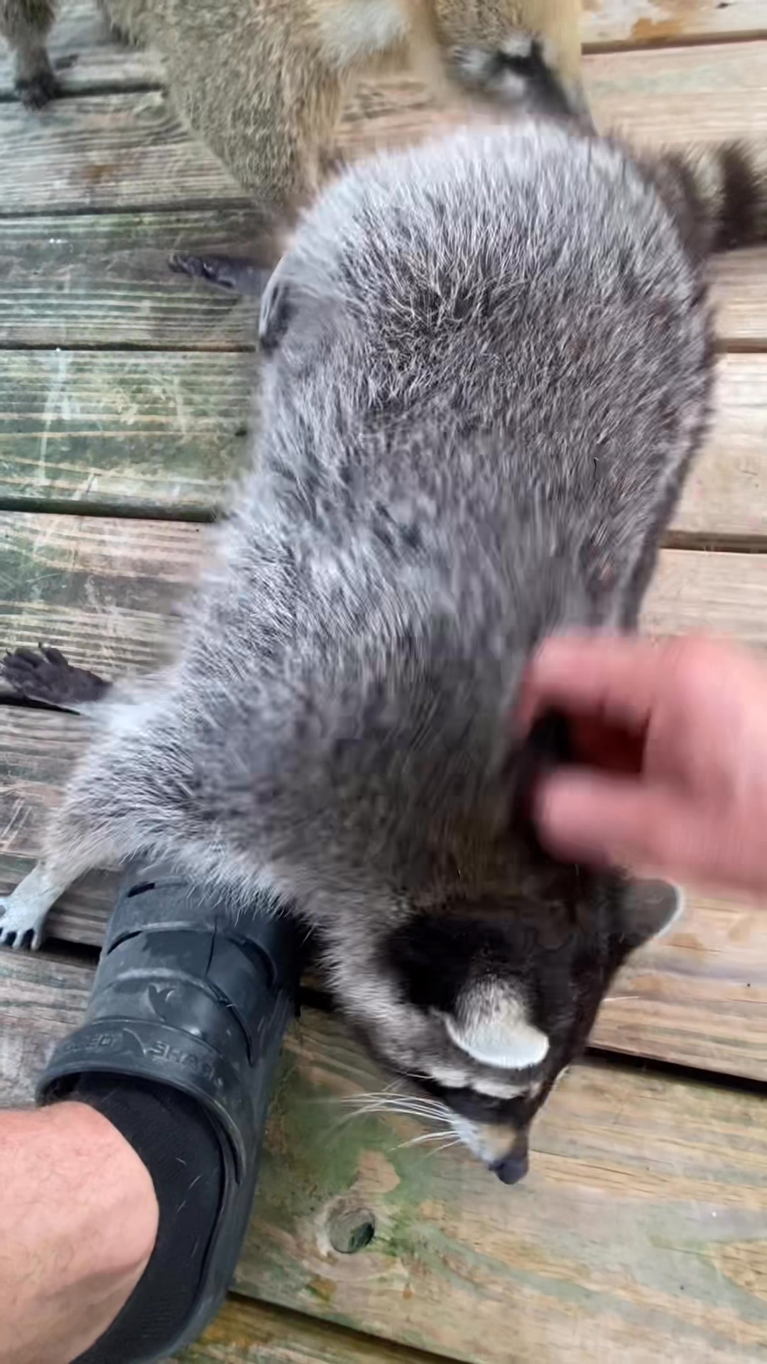 Please don’t pet raccoons, but, did you know they kick their leg if you ...