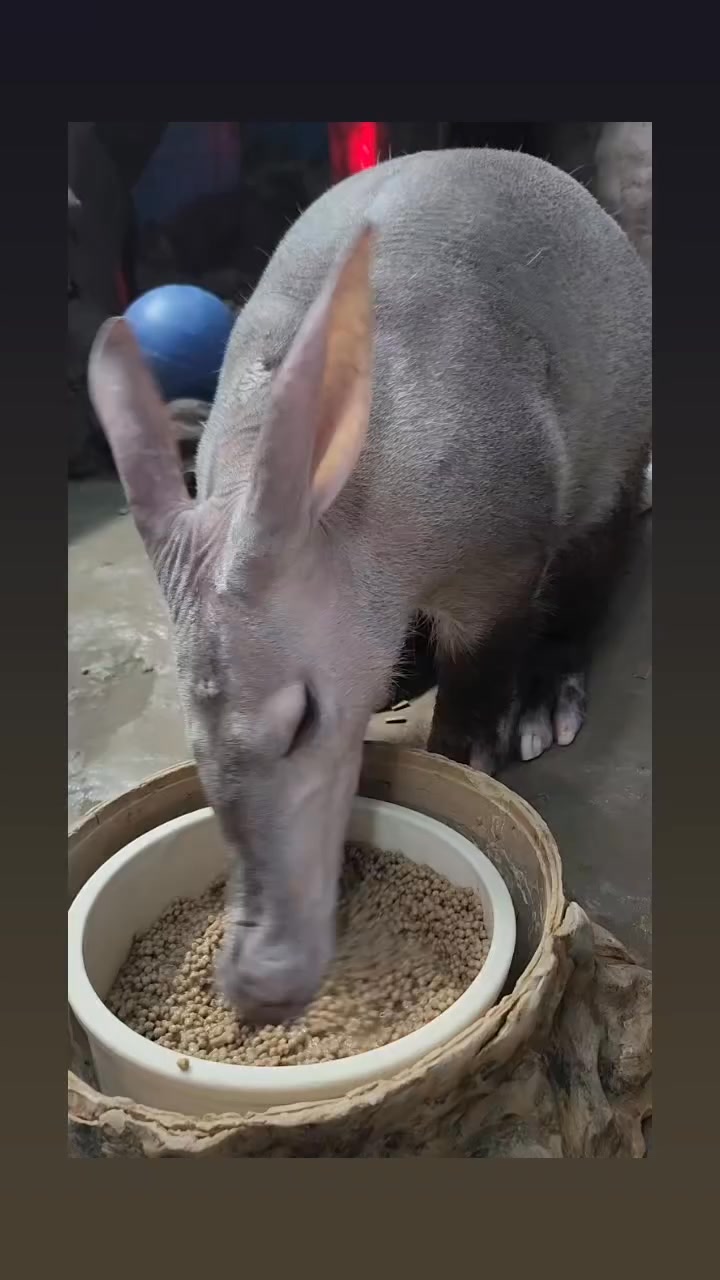 Aardvark update! Our newest addition to the Carter Giraffe