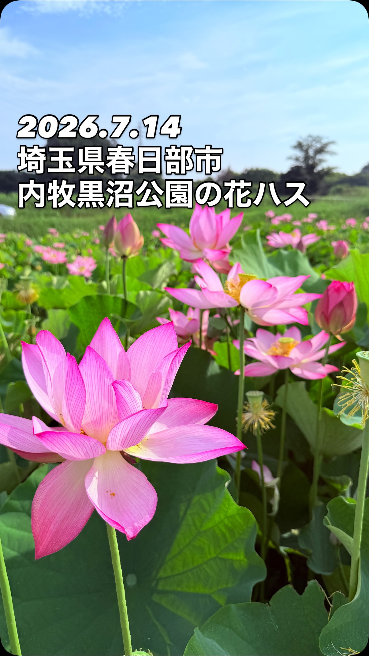 埼玉 県 は しか