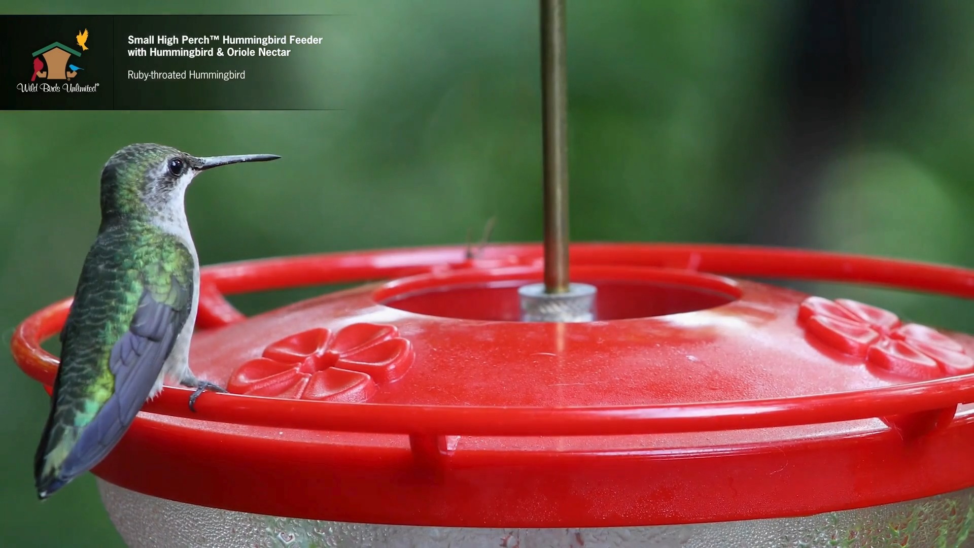 The World's Best Hummingbird feeder. 💖 Our High Perch hummingbird ...
