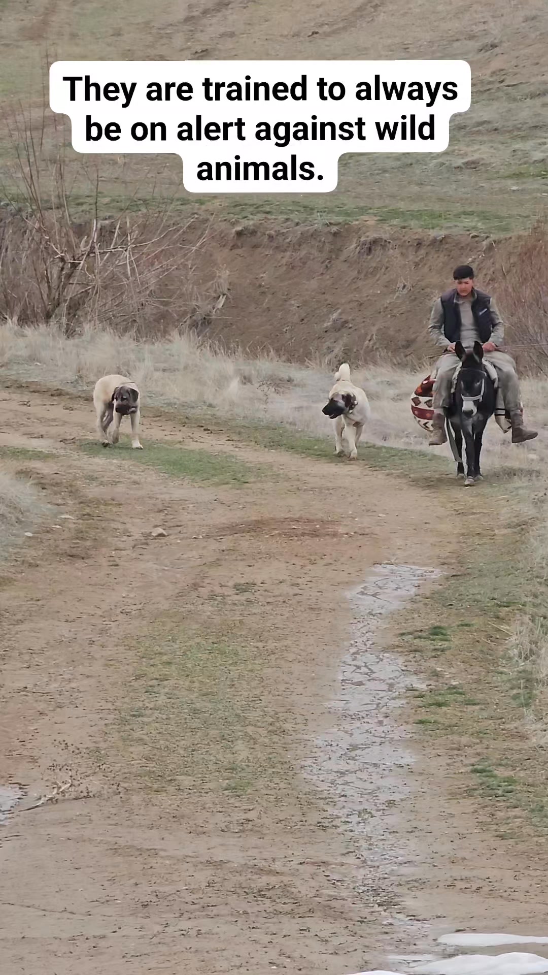These shepherd dogs learn to be cautious against wild animals from an ...