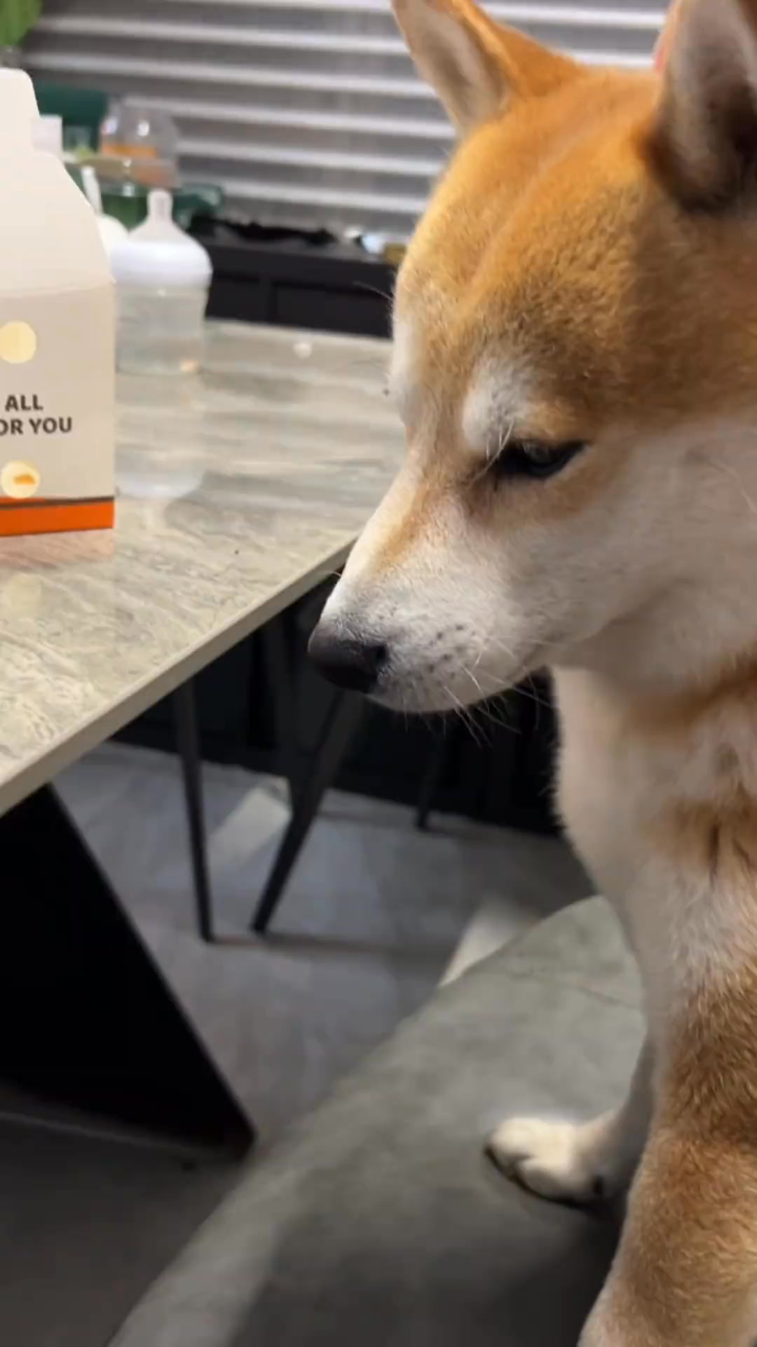 当我的狗想吃炸鸡~#柴犬 #狗子成精了 #不养狗不知道养狗的乐趣 | 柴柴小八嘎 | Facebook