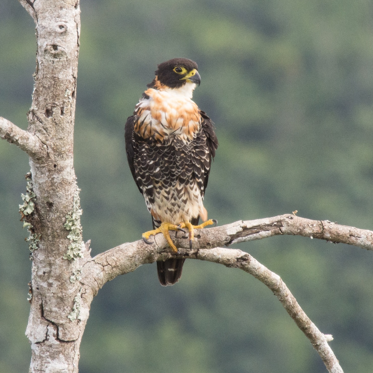 eBird community discussion group | Quick question for those with more ...