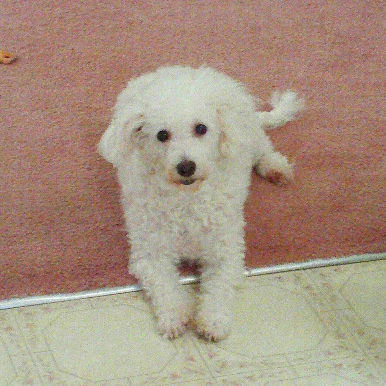 Bichon Frise owners | Facebook