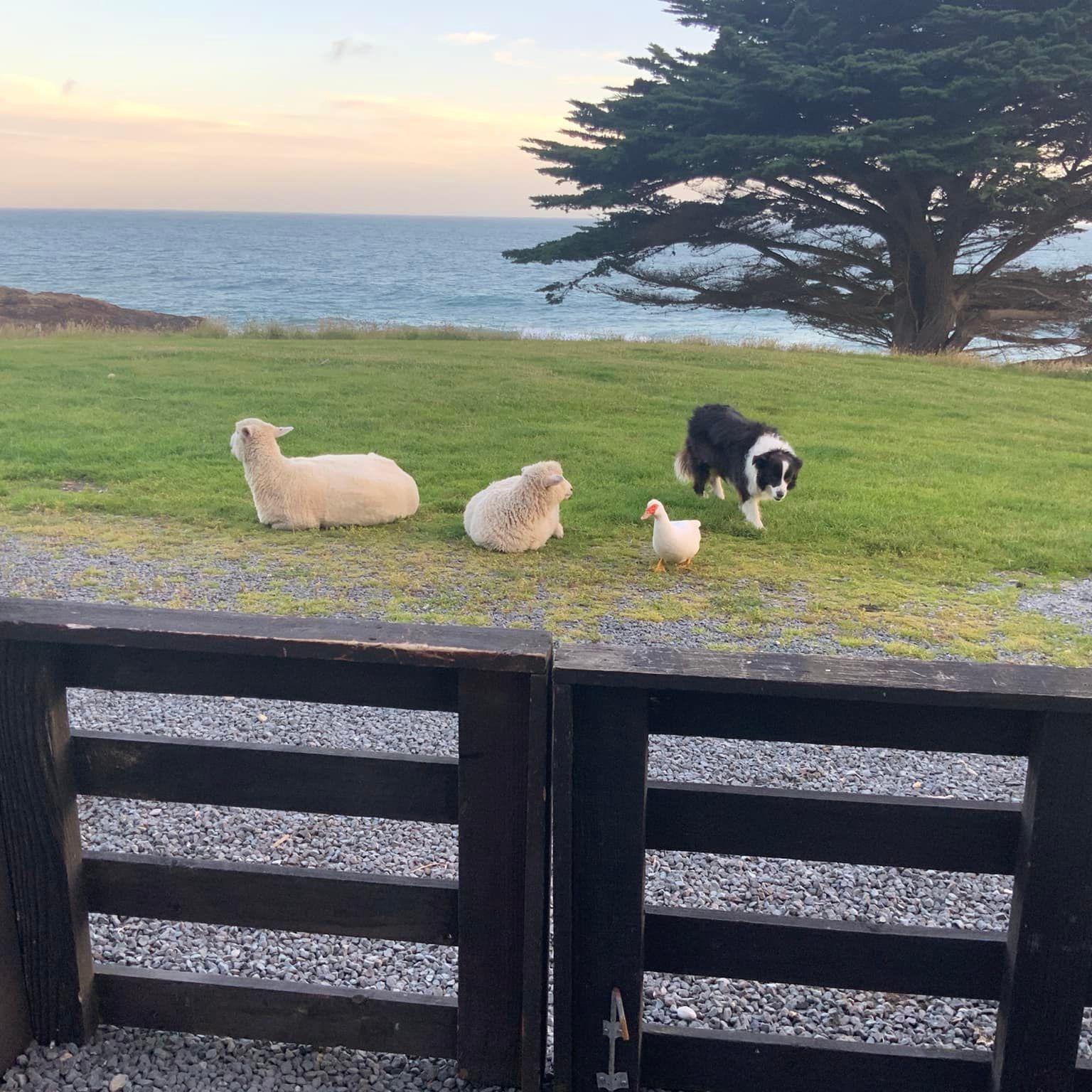Waihola News and Info | THANKYOU SOUTH OTAGO WINDOWS AND DOORS for very ...