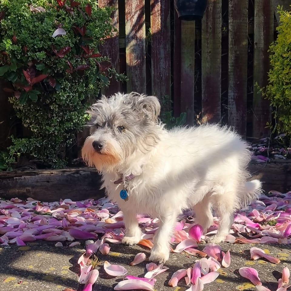 Pet Advice and Help | Are his teeth to long | Facebook