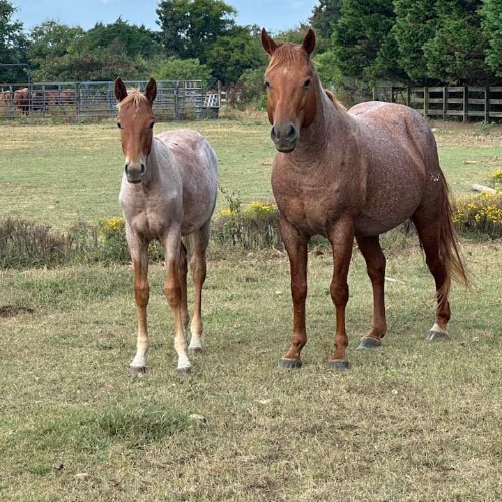Southeast Ranch Horse Series | October Ranch Reining Patterns (Reminder ...