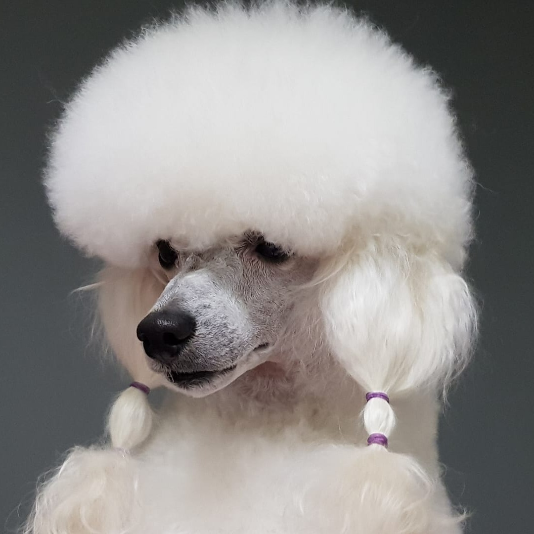 annerose-demski-ich-bin-so-happy-ber-meine-hunde-heute-facebook