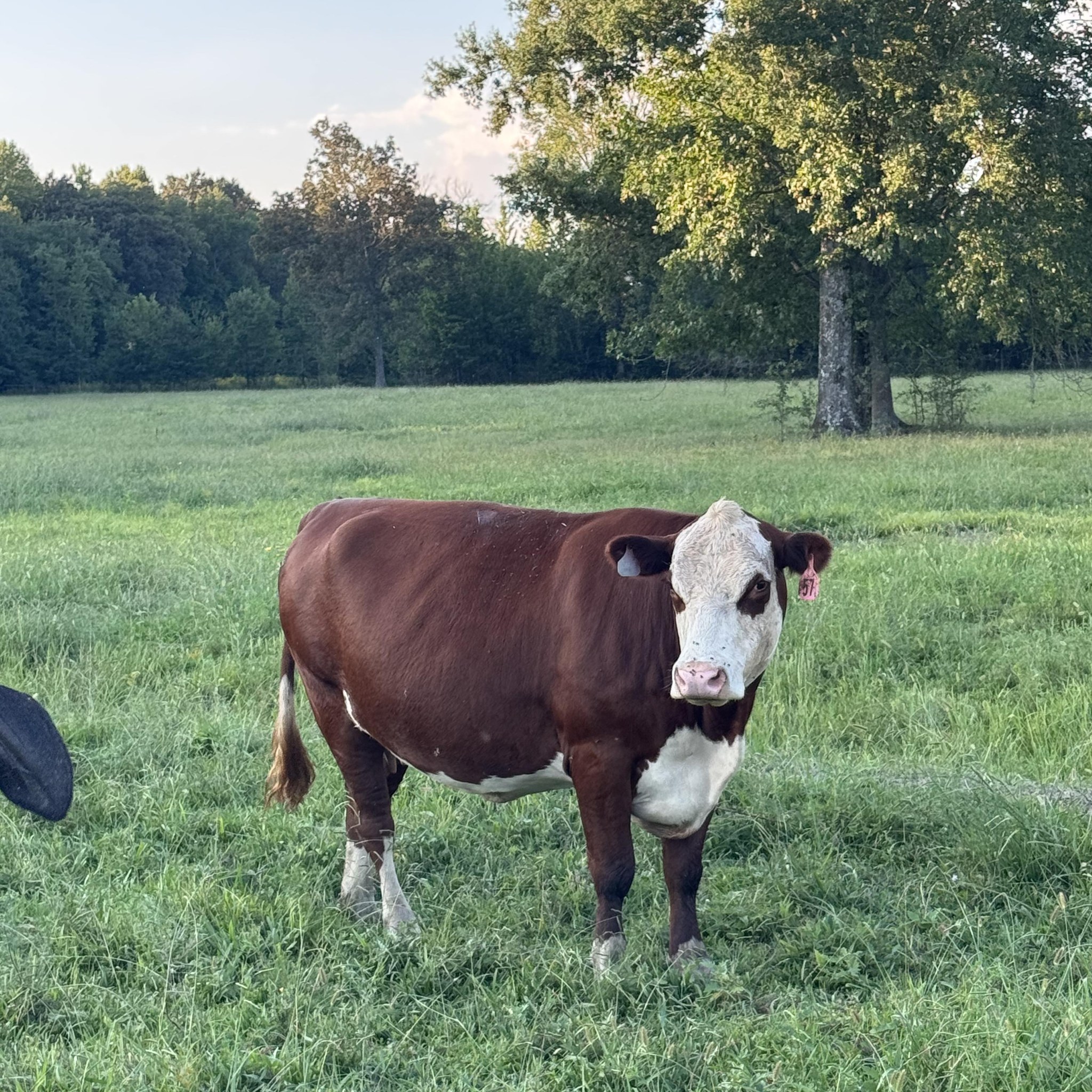 Does anyone know what kind of goat this is? | Facebook