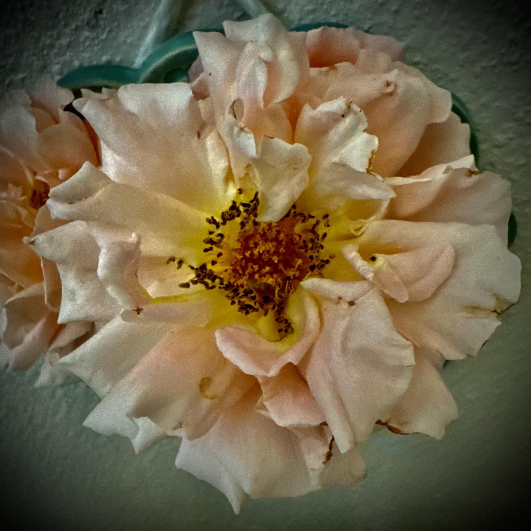 Desert Roses | I repotted my desert rose today | Facebook