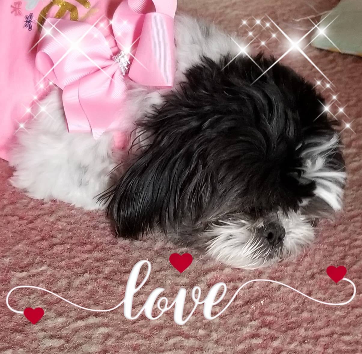 Crawford County PA Lost and Found Pets | Spotted just now on Leslie ...