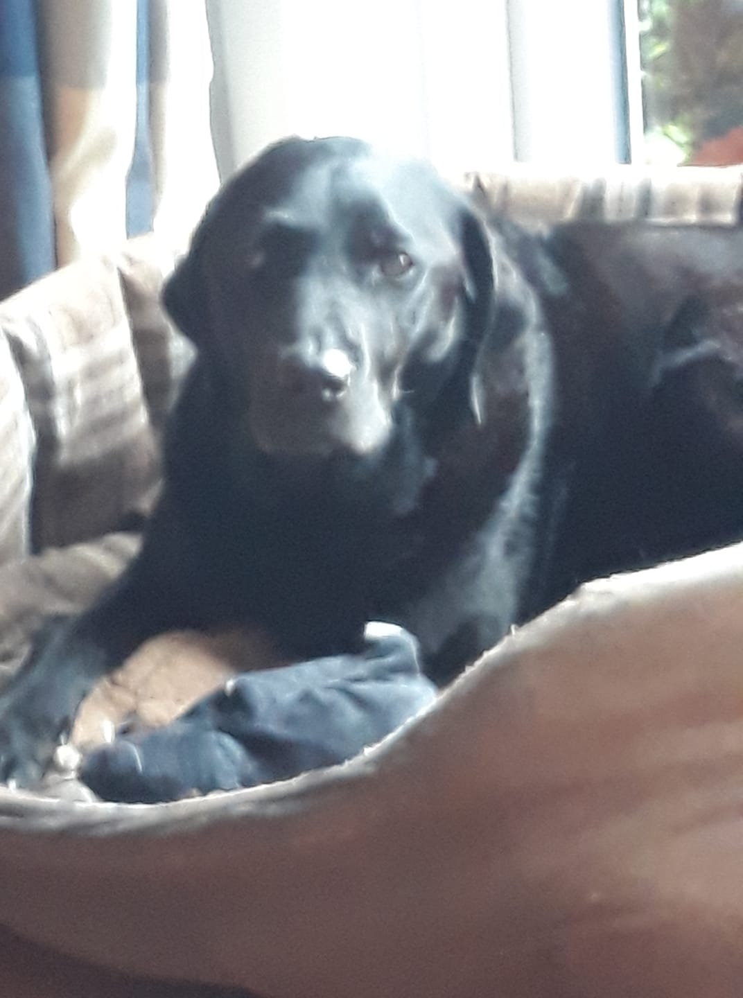 Labrador family | We said goodbye to our bestest boy today | Facebook