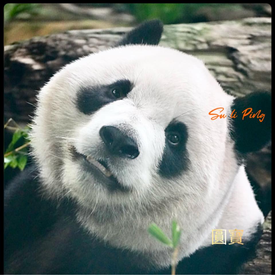 Su Li Ping