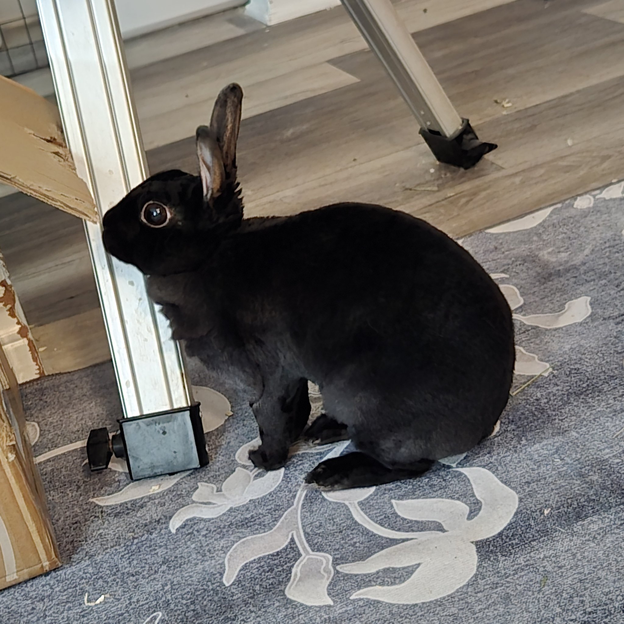 I accidentally began a daily bonding routine with Frodo, finding him ...