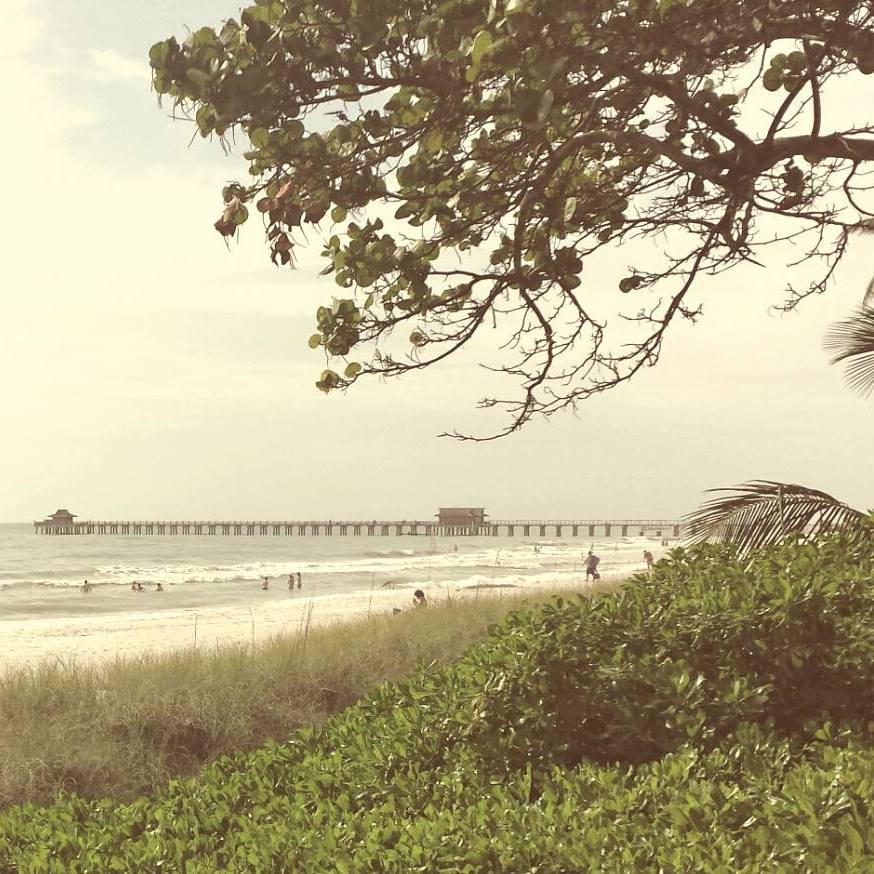 Ask Boca! | Does anyone know if the hedge clusia guttifera has invasive ...