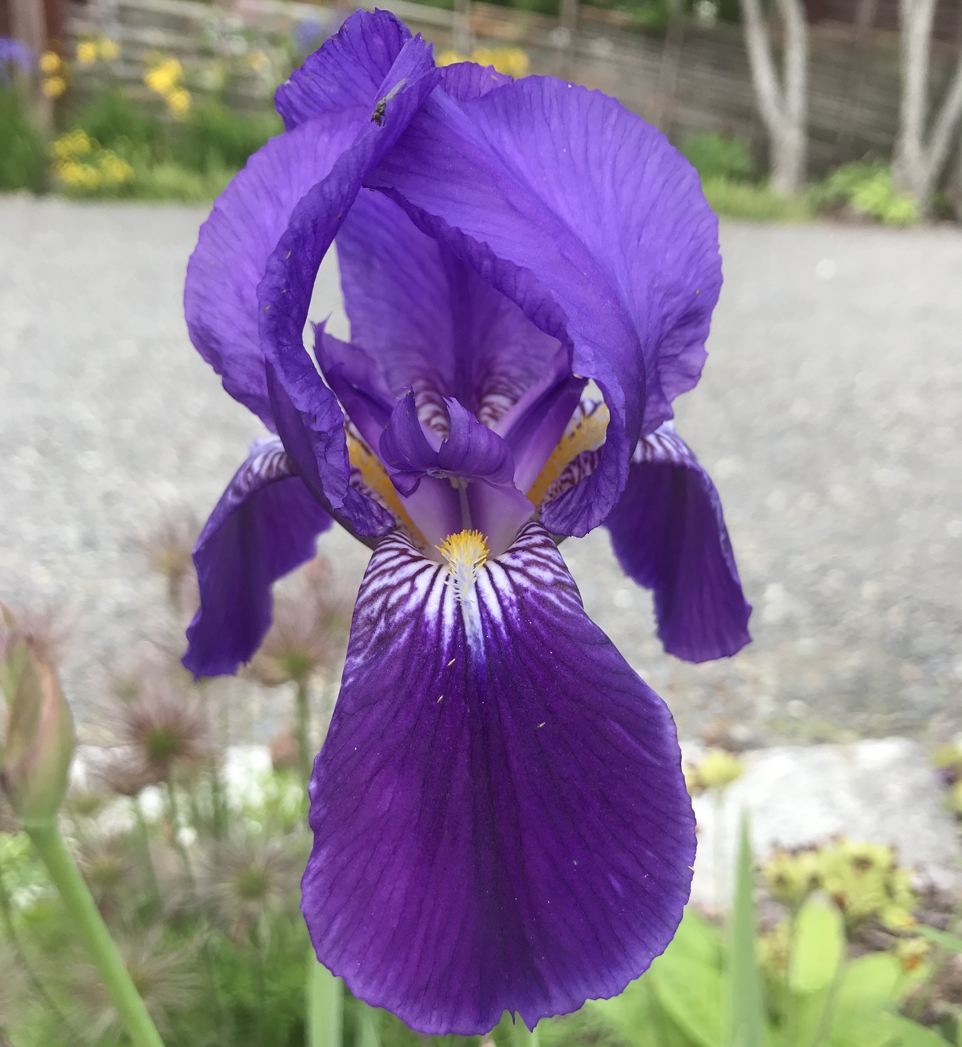 Iris Hörnström Jonth