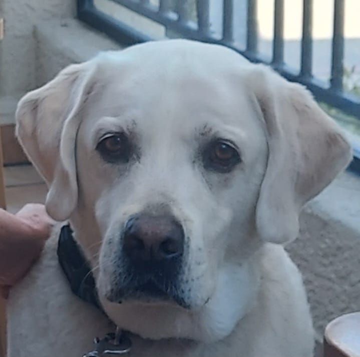 Labrador Retriever’s for Adoption / Rehoming / Rescue | People always ...