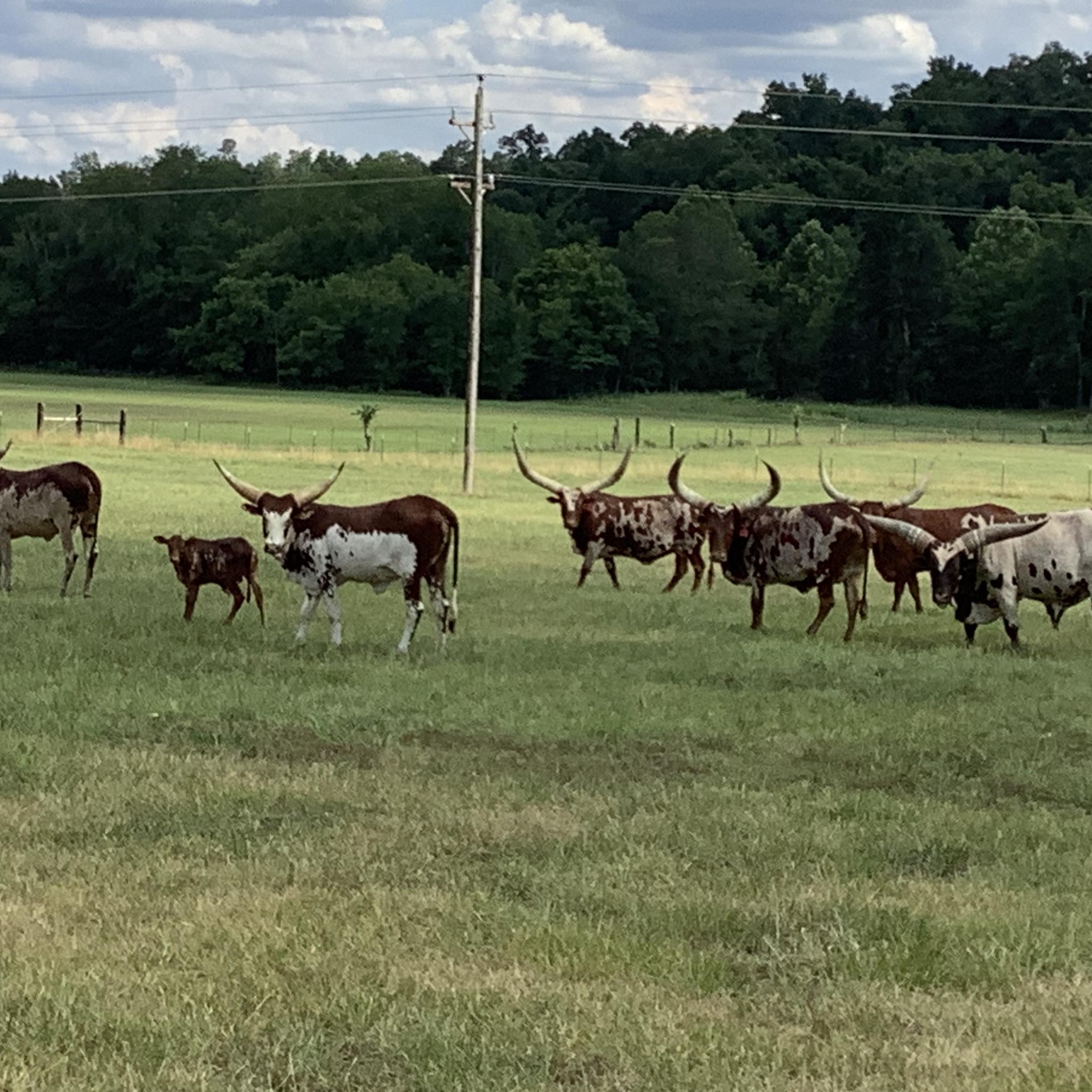 Watusi ★★Cattle of Kings★★ | Foundation Pure Cow heifer pair | Facebook