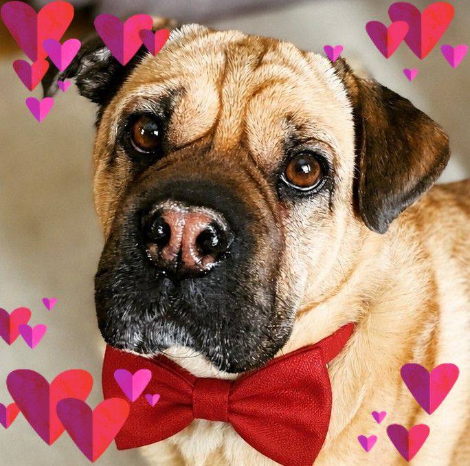 Dog Anxiety | Hello! My dogs been on sertraline (zoloft) for a 6 weeks ...