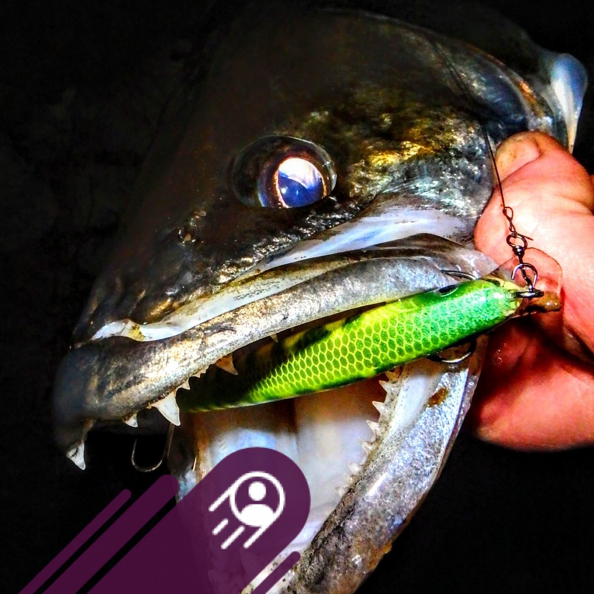 Handgemacht,spezialisiert und abgestimmt für Zander🎣. Hohe Qualität ...