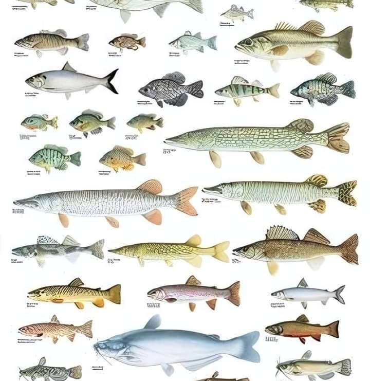 Stalker Fishing Lures