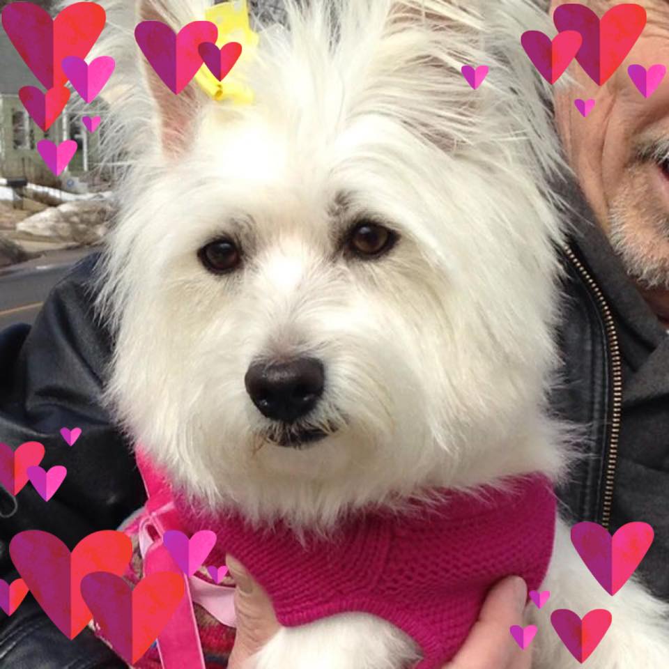 West Highland Terriers For Rescue And Adoption | Facebook