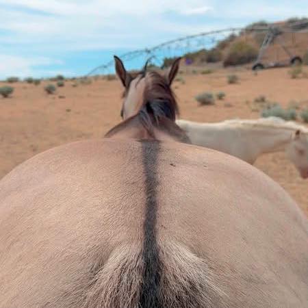 Horse Color Genetics for Dummies | AQHA filly 1 1/2 years old | Facebook