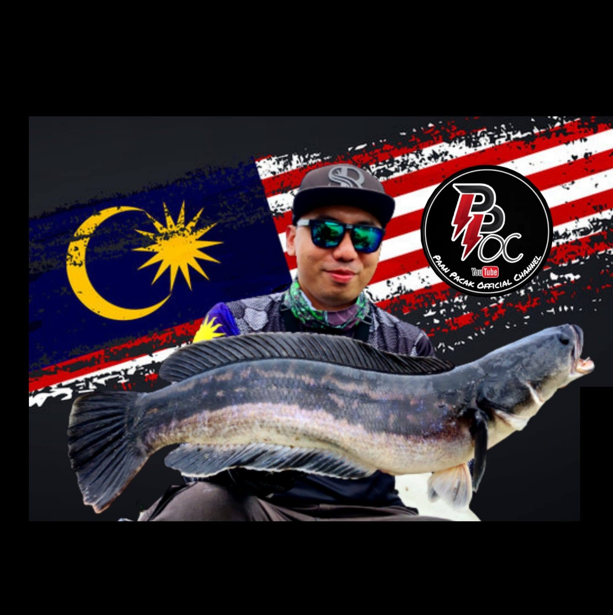 Malaysia Snakehead Fish Keeper (Channa) | Disebabkan kena racun nk bela ...