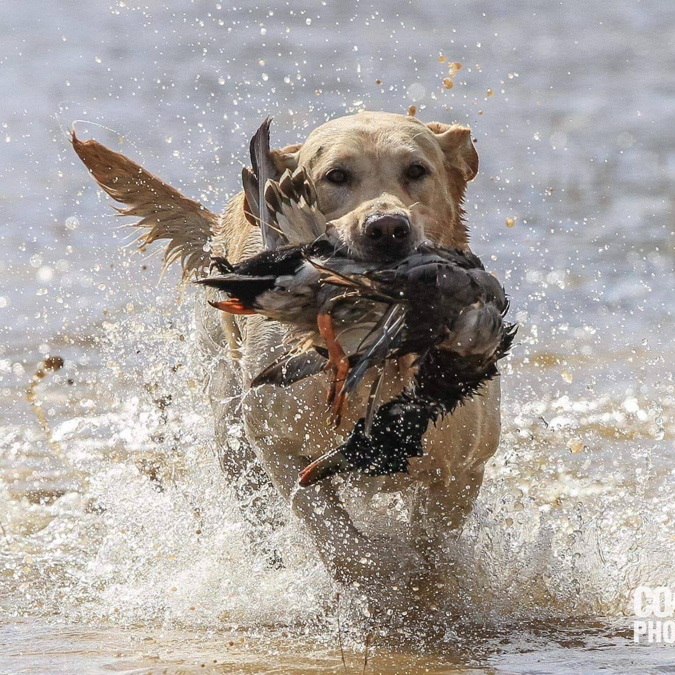 American Pointing Labrador Association | The APLA Triple Crown ...