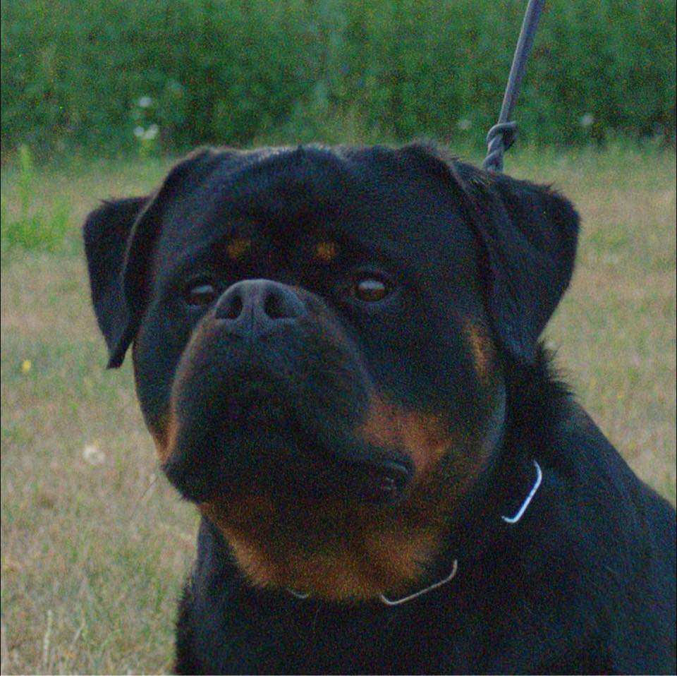 Rottweilers 