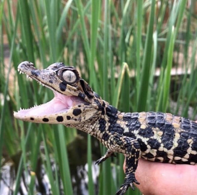 Crotalus lepidus - Rock Rattlesnakes | Not sure if I'm able to post ...