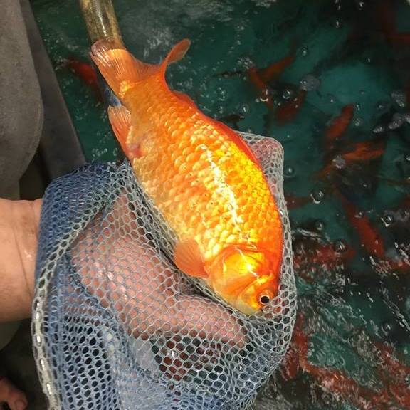 Fester's Bait - Our current inventory of live bait........ | Facebook