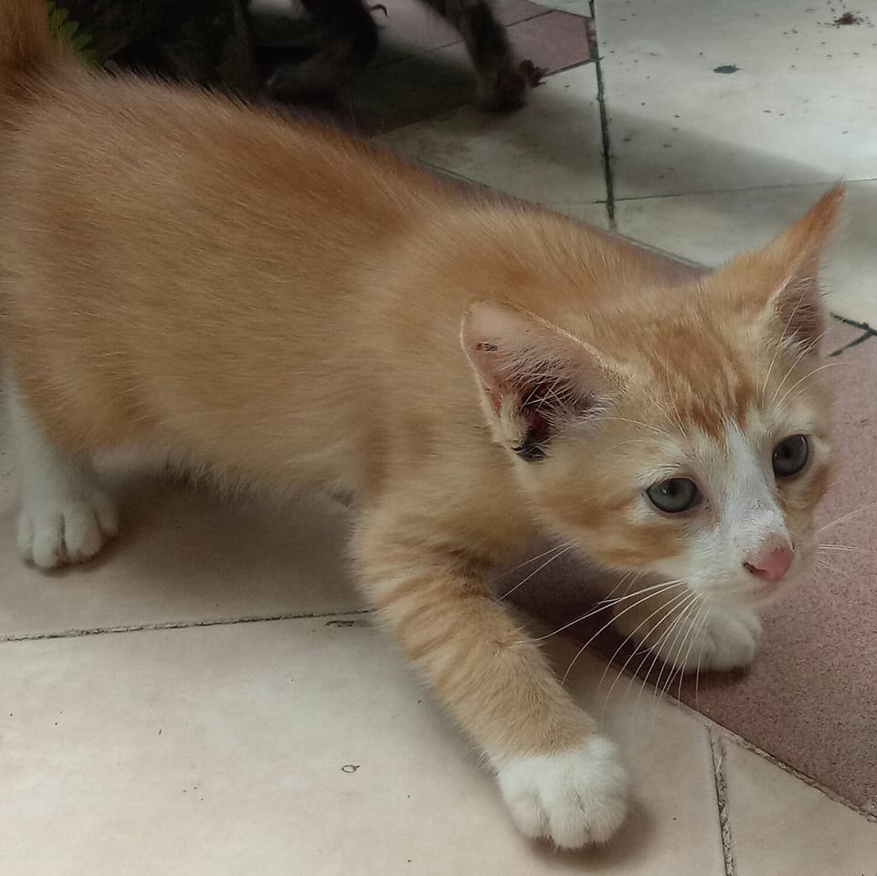 Katanya ni yaaa , kalo mandi di hari Jumat pinter ngomong kaya burung ...