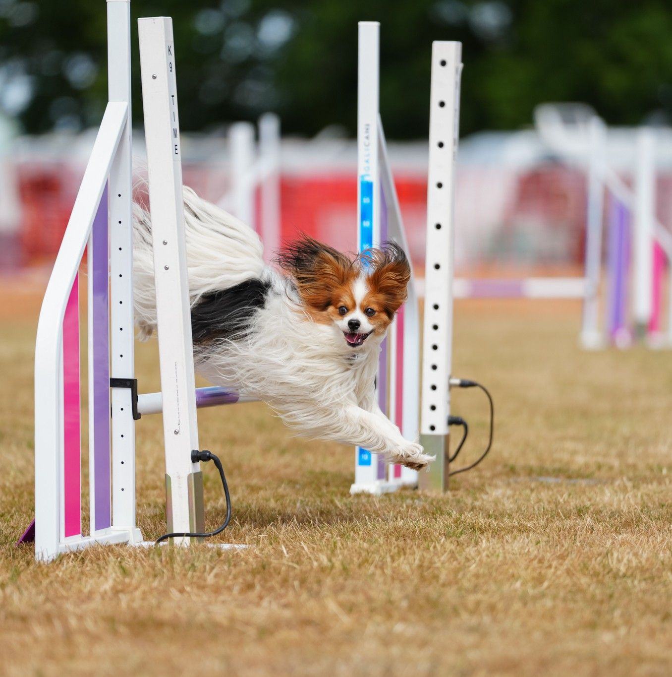 Agility news | Royal Kennel Club | The Kennel Club Agility Stakes ...