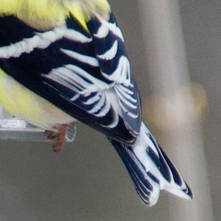 Minnesota Birding | What type of bird is this | Facebook