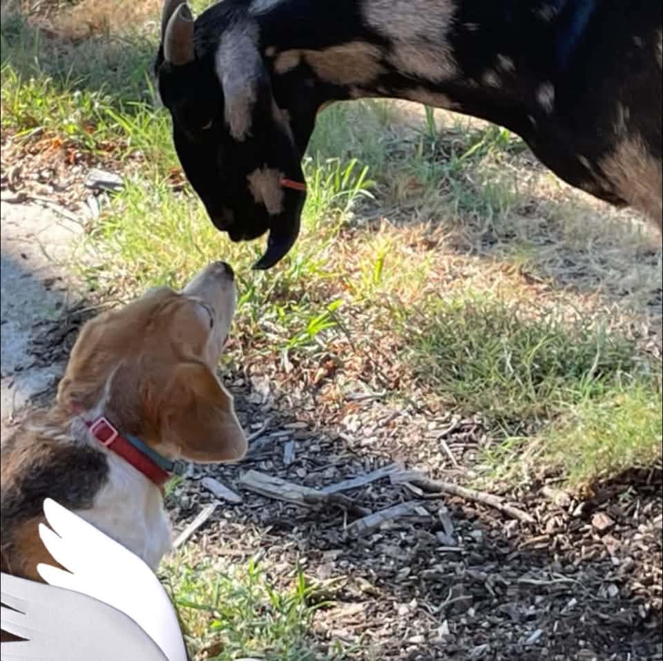 Looking for a goat feeder trough. | Facebook