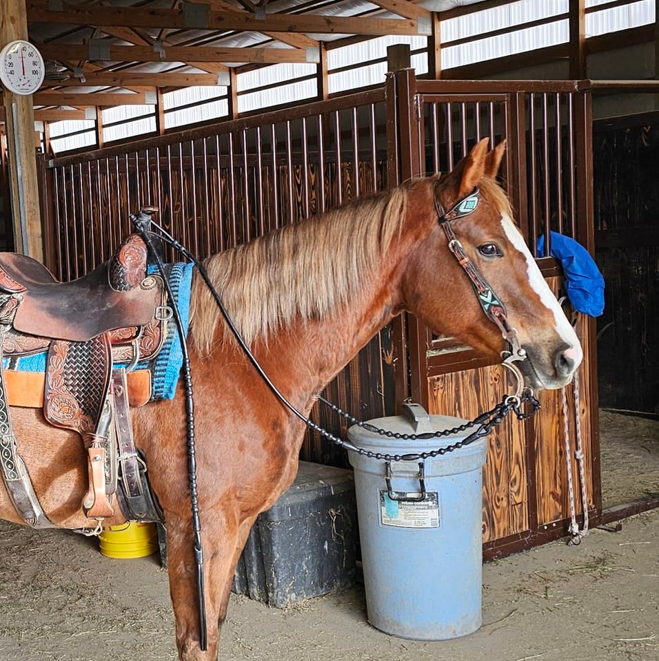 Trump Performance Horses