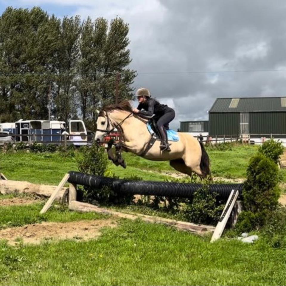 Diamond's Equine Renvyle - The Connemara Pony National Stud | Galway