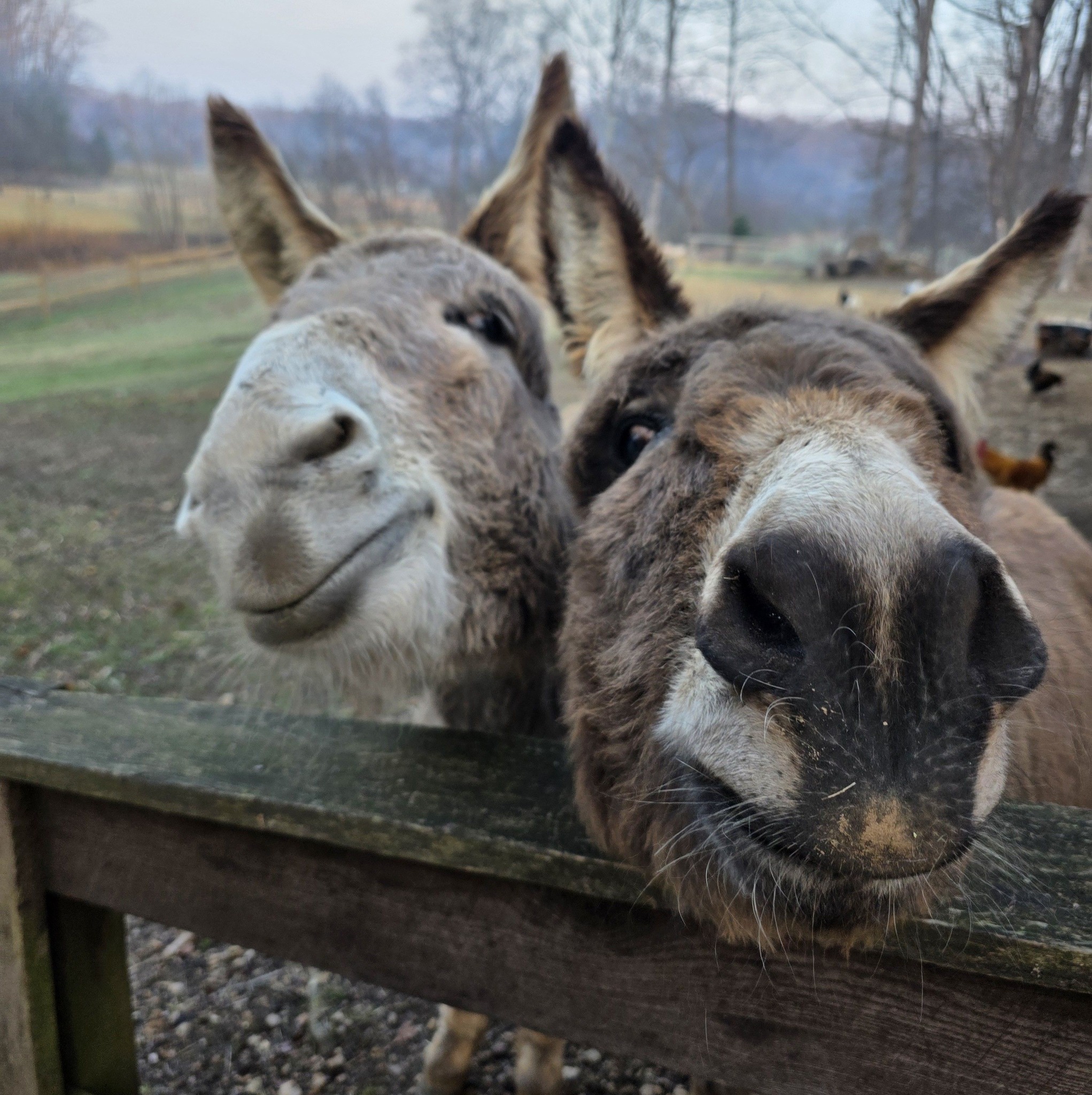Are there any churches doing blessing of the animals services tomorrow ...